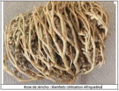 Rose de jericho vertus utilisations