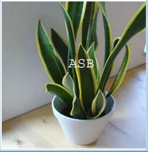 Sansevière Plante de Rayonnement