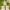 Savon plantes