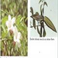 Strophantus gratus