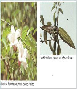 Strophantus gratus