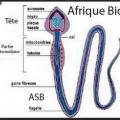 Structure spermatozoides 1