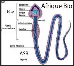 Structure spermatozoïdes, Remède Naturel Infertilité Masculine