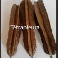 Tetrapleura tetraptera 4 cotes