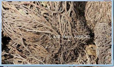 Therapie par la rose de jericho pour avoir Bébé, Traitement Annexite