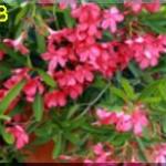 Tisane 66 laurier rose