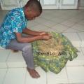 Tribulus terrestris benin 3 copier 1