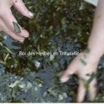 Tritturer roi des herbes