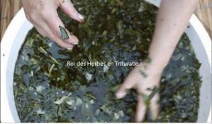 Tritturer roi des herbes