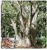Un baobab africain de 2000ans copier 