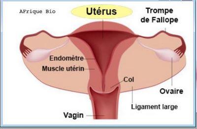 Uterus Remède Naturel pour Avoir Bébé Rapidement