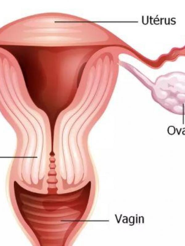 Uterus de la femme
