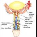 Veines et artère du pénis