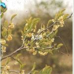 Ximenia americana 2