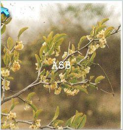 Ximenia americana 2