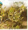 Ximenia americana asb copier 