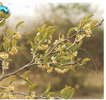 Ximenia americana copier 