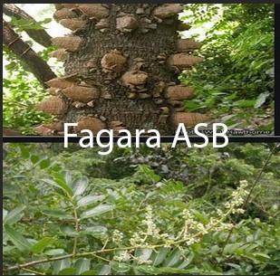 Zanthoxylum  Zantholyxoïdes, Fagara Bienfaits