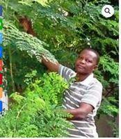 M. Zougnon a le Moringa chez lui