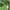 Zougnon et moringa copier copier 