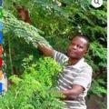 Zougnon et moringa copier copier 